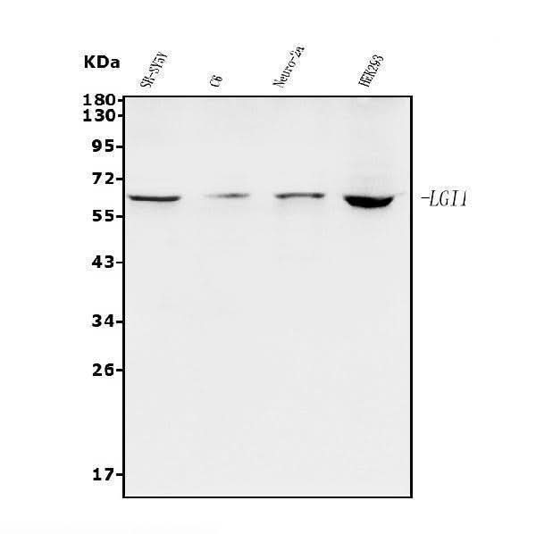 Anti-Lgi1/EPT/LGI1 Antibody Picoband® Boster Bio
