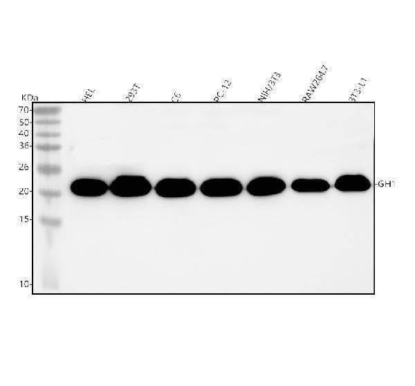 Anti-GH1 Antibody Picoband® Boster Bio