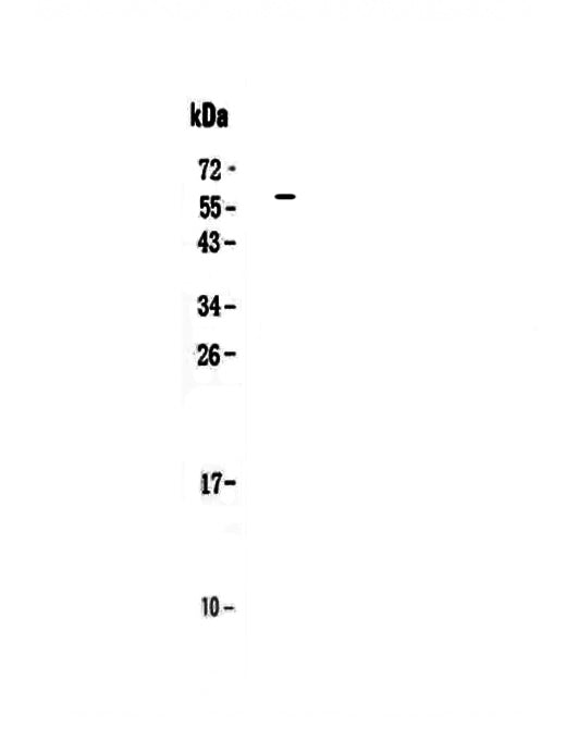 Anti-IL27 Antibody Picoband® Boster Bio