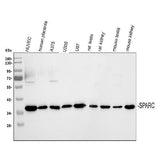 Anti-SPARC Antibody Picoband® Boster Bio