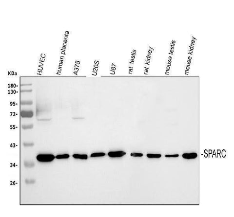 Anti-SPARC Antibody Picoband® Boster Bio