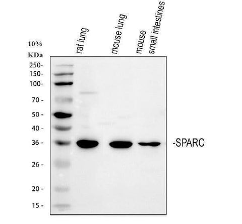 Anti-SPARC Antibody Picoband® Boster Bio