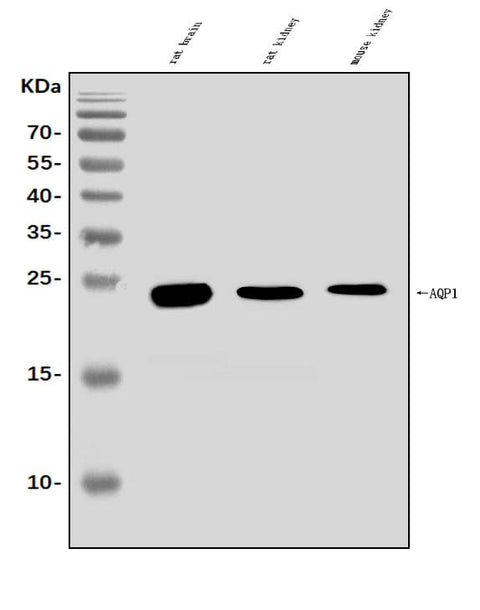 Anti-Aquaporin 1/AQP1 Antibody Picoband® Boster Bio
