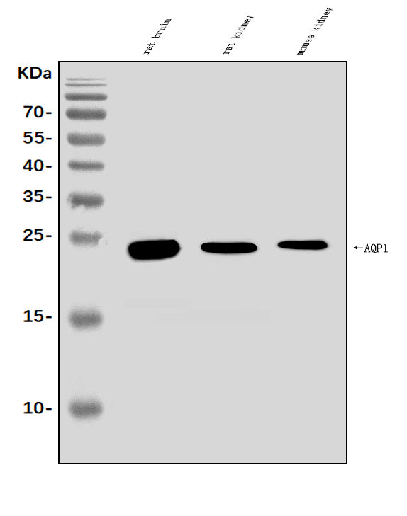 Anti-Aquaporin 1/AQP1 Antibody Picoband® Boster Bio