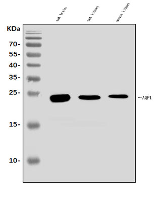 Anti-Aquaporin 1/AQP1 Antibody Picoband® Boster Bio
