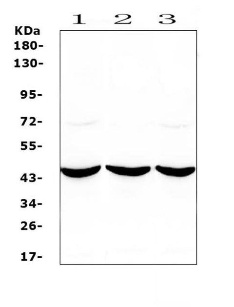 Anti-ADA Antibody Picoband® Boster Bio