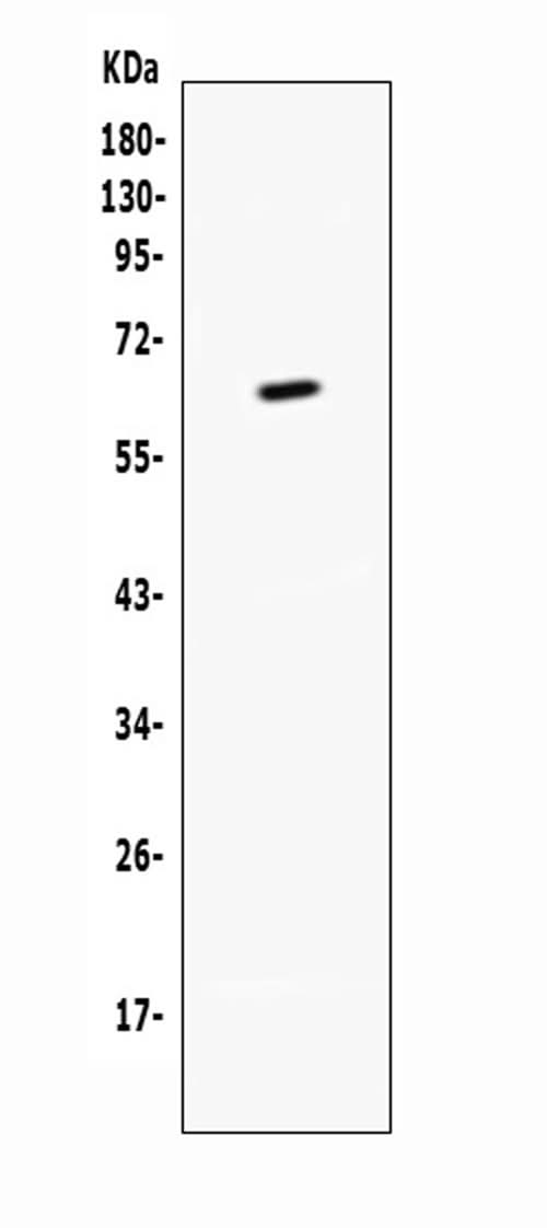 Anti-CD137/Tnfrsf9 Antibody Picoband® Boster Bio