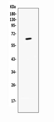 Anti-CD137/Tnfrsf9 Antibody Picoband® Boster Bio