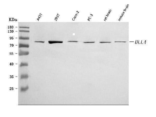 Anti-DLL4 Antibody Picoband® Boster Bio