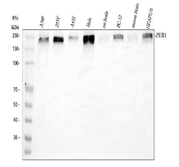 Anti-PER1 Antibody Picoband® Boster Bio
