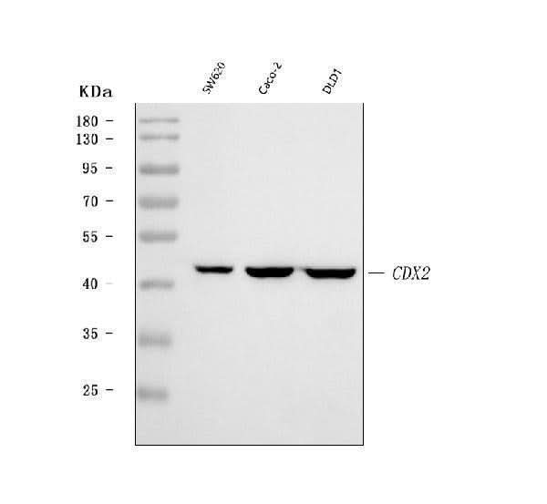 Anti-CDX2 Antibody Picoband® Boster Bio