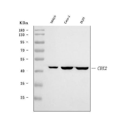 Anti-CDX2 Antibody Picoband® Boster Bio