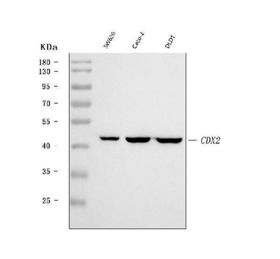 Anti-CDX2 Antibody Picoband® Boster Bio