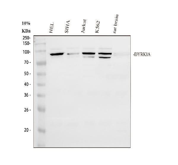 Anti-DYRK1A Antibody Picoband® Boster Bio