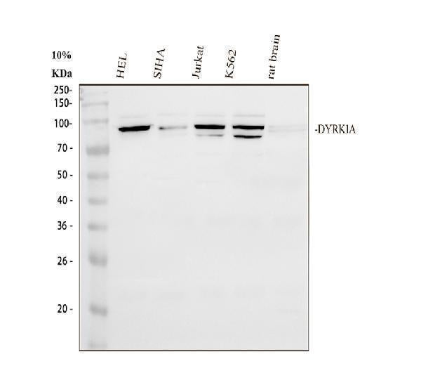 Anti-DYRK1A Antibody Picoband® Boster Bio