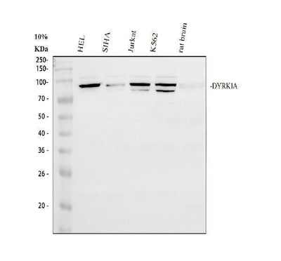 Anti-DYRK1A Antibody Picoband® Boster Bio