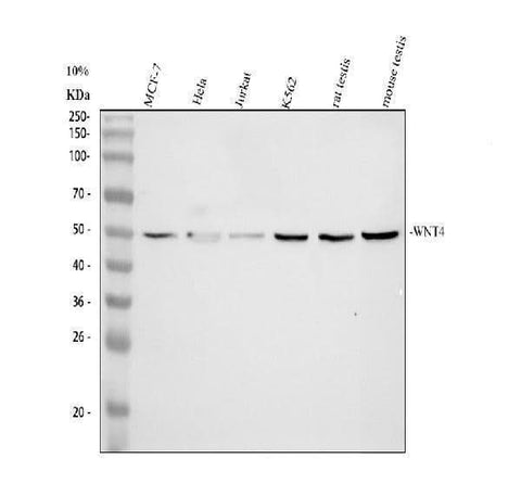 Anti-WNT4 Antibody Picoband® Boster Bio
