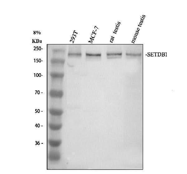 Anti-SETDB1 Antibody Picoband® Boster Bio