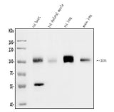 Anti-CD34 Antibody Picoband® Boster Bio