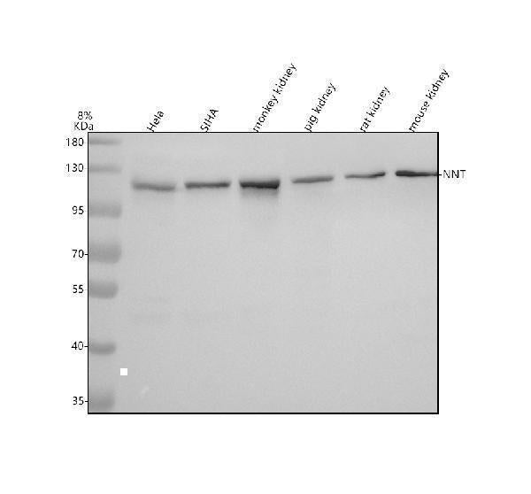 Anti-NNT Antibody Picoband® Boster Bio