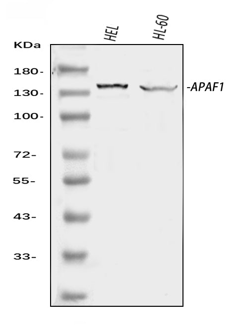 Anti-APAF1 Antibody Picoband® Boster Bio