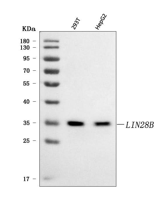 Anti-LIN28B Antibody Picoband® Boster Bio