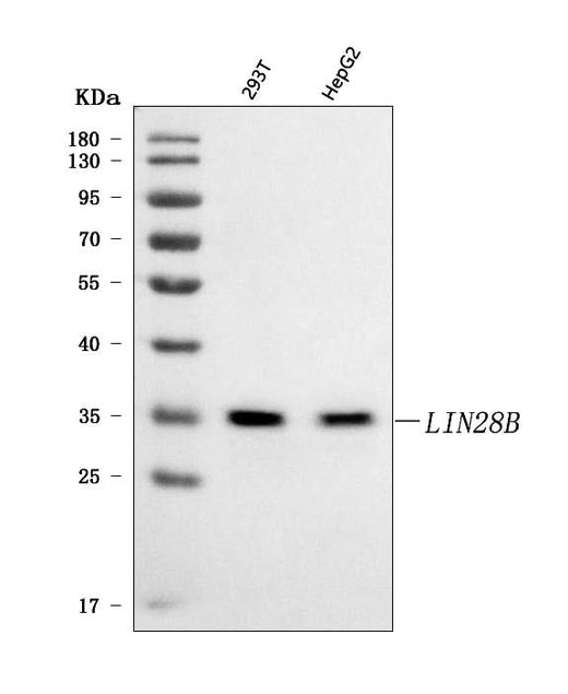 Anti-LIN28B Antibody Picoband® Boster Bio
