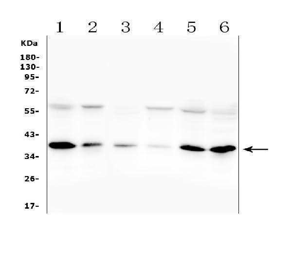 Anti-Orai1 Antibody Picoband® Boster Bio