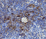 Anti-Cd59 Antibody Boster Bio