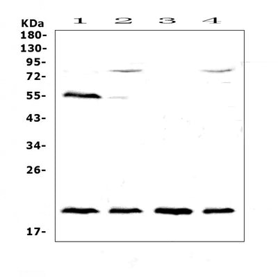 Anti-CD59/Cd59a Antibody Picoband® Boster Bio