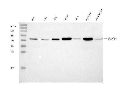 Anti-Pannexin 1/PANX1 Antibody Picoband® Boster Bio
