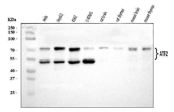 Anti-ATF2 Antibody Picoband® Boster Bio