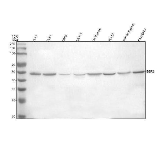 Anti-EGR2 Antibody Picoband® Boster Bio