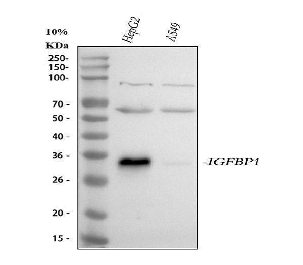 Anti-IGFBP1 Antibody Picoband® Boster Bio