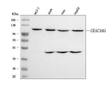 Anti-CEACAM1 Antibody Picoband® Boster Bio