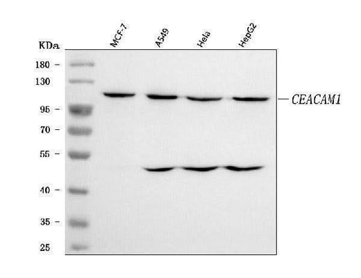 Anti-CEACAM1 Antibody Picoband® Boster Bio