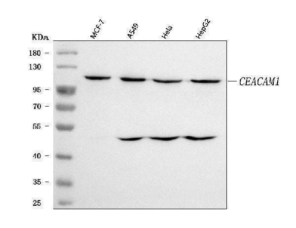 Anti-CEACAM1 Antibody Picoband® Boster Bio