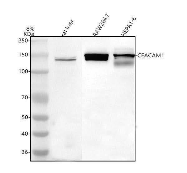 Anti-Ceacam1 Antibody Picoband® Boster Bio