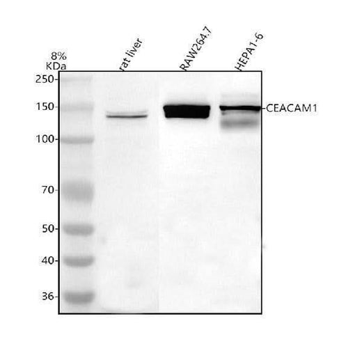 Anti-Ceacam1 Antibody Picoband® Boster Bio