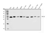 Anti-HCCS Antibody Picoband® Boster Bio