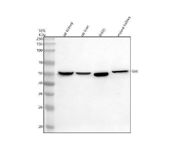 Anti-GSS Antibody Picoband® Boster Bio