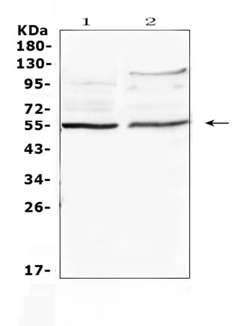 Anti-ETS1 Antibody Picoband® Boster Bio