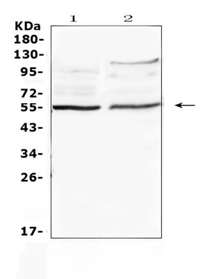 Anti-ETS1 Antibody Picoband® Boster Bio