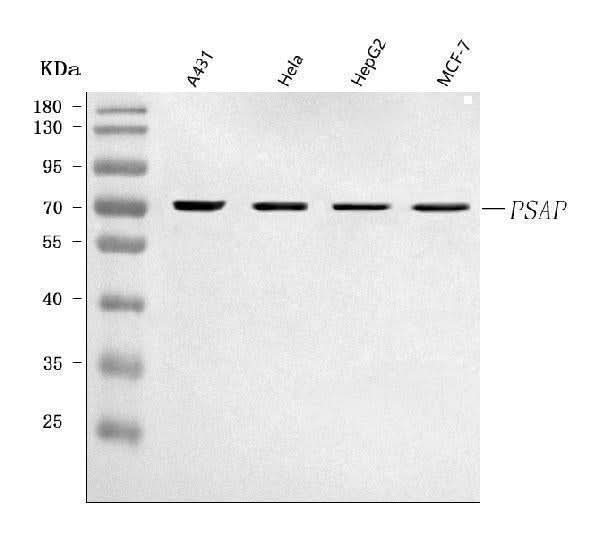 Anti-PSAP Antibody Picoband® Boster Bio