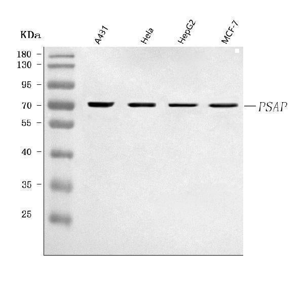 Anti-PSAP Antibody Picoband® Boster Bio