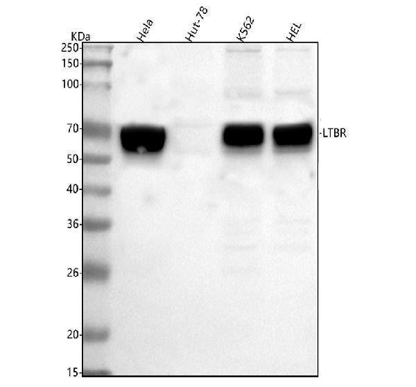 Anti-LTBR Antibody Picoband® Boster Bio