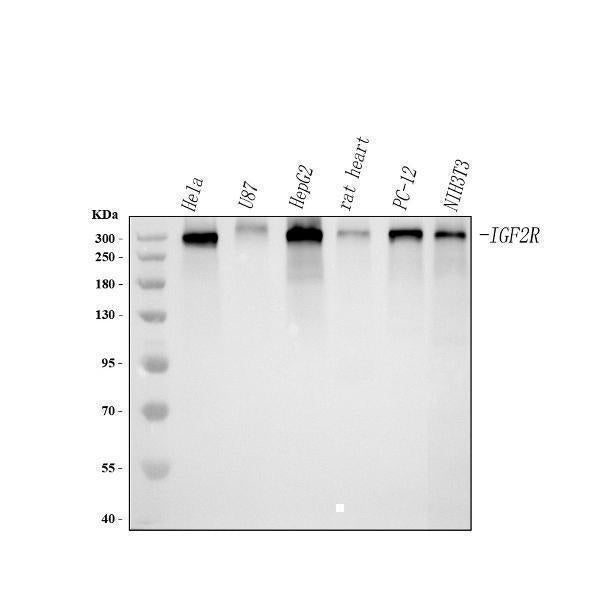 Anti-Mannose 6 Phosphate Receptor (Cation independent)/IGF2R Antibody Picoband® Boster Bio
