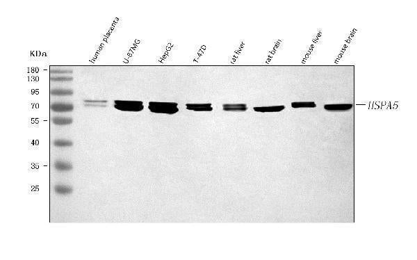 Anti-GRP78/BIP/HSPA5 Antibody Picoband® Boster Bio