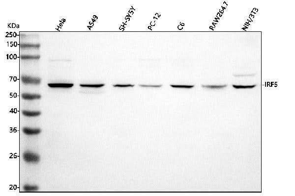 Anti-IRF5 Antibody Picoband® Boster Bio