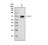 Anti-FOXC1 Antibody Picoband® Boster Bio